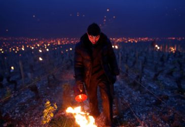 Как пострадал французский винодельческий бизнес